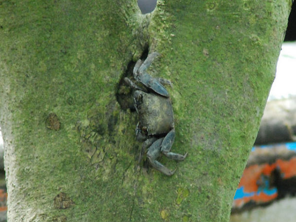 ಸುಂದರಬನ್ಸ್ ಸೌಂದರ್ಯ: