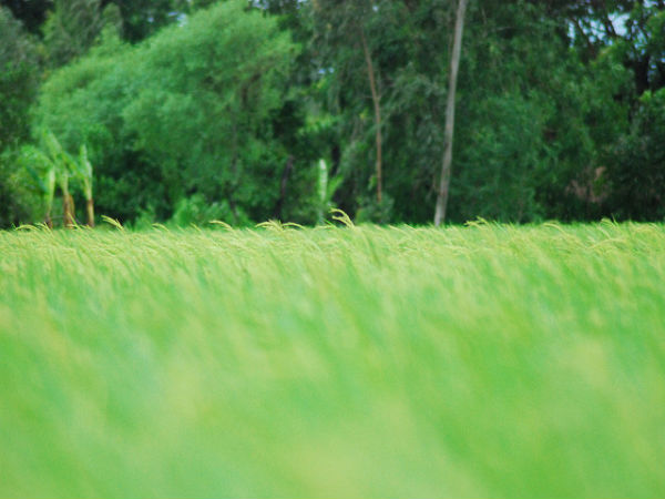 ಸುಂದರಬನ್ಸ್ ಸೌಂದರ್ಯ:
