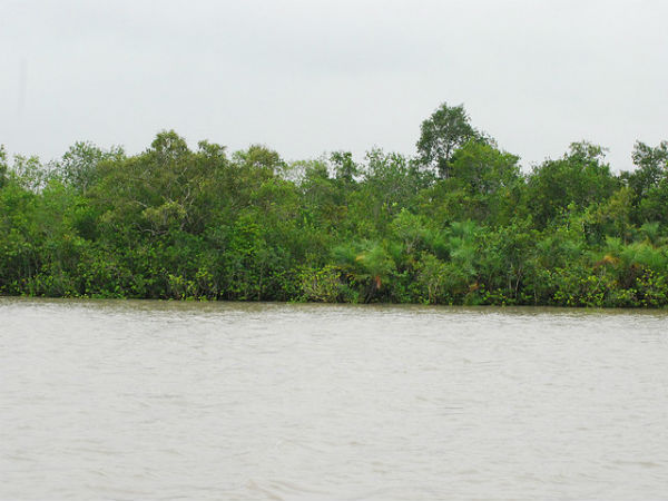 ಸುಂದರಬನ್ಸ್ ಸೌಂದರ್ಯ: