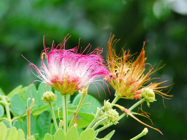 ಸುಂದರಬನ್ಸ್ ಸೌಂದರ್ಯ: