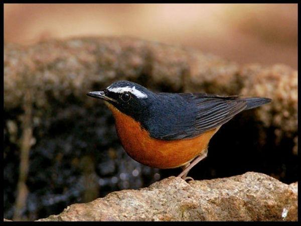 ನಂದಿ ಬೆಟ್ಟ: