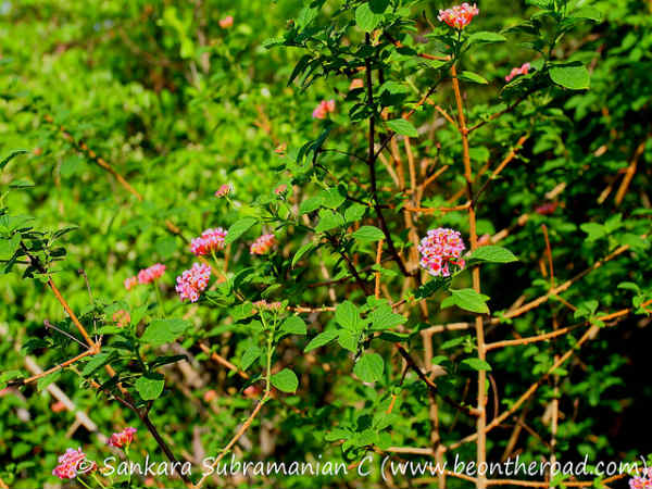 ನಂದಿ ಬೆಟ್ಟ: