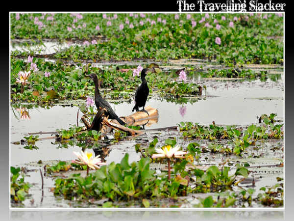 ಕುಮರಕಮ್: