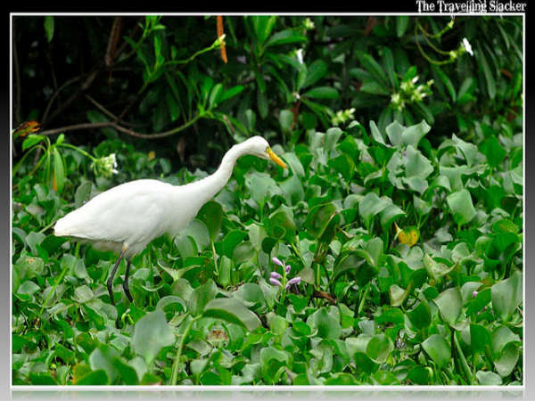 ಕುಮರಕಮ್: