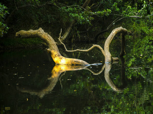ಕೊಡಗು: