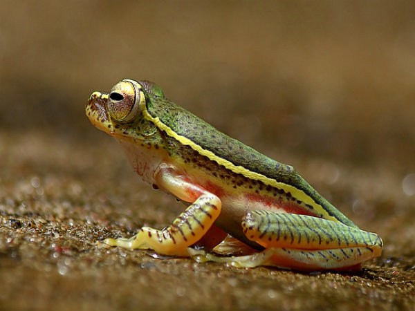 ಕೊಡಗು: