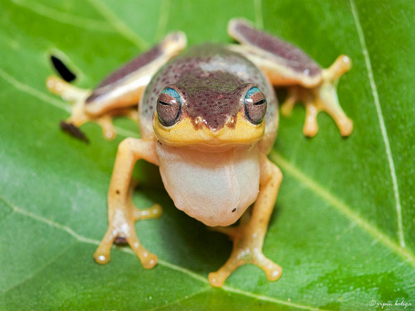 ಕೊಡಗು: