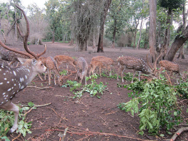 ಕೊಡಗು: