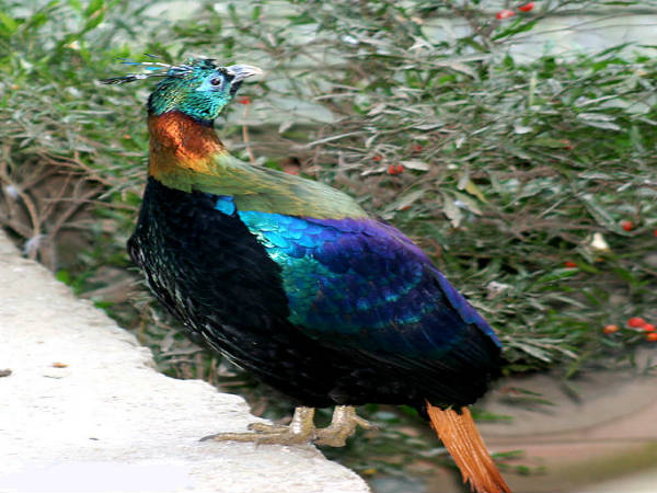 ಗ್ರೇಟ್ ಹಿಮಾಲಯನ್ ರಾಷ್ಟ್ರೀಯ ಉದ್ಯಾನ: