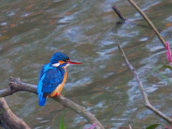 ಮುದುಮಲೈ: