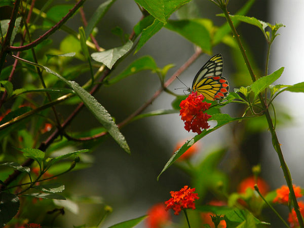 ಮುದುಮಲೈ: