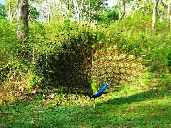 ಮುದುಮಲೈ: