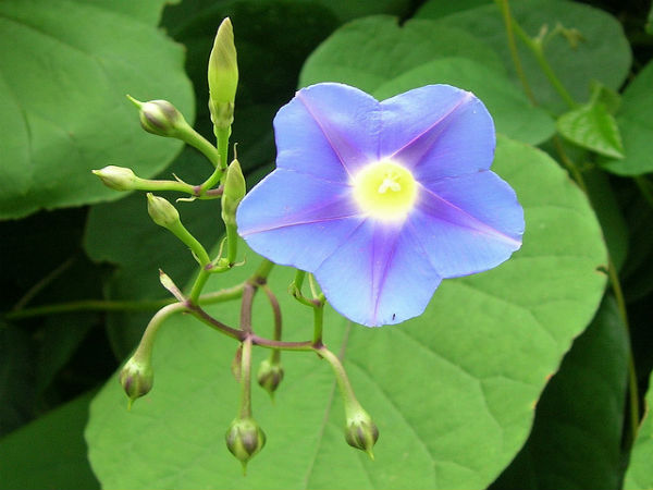 ಮುದುಮಲೈ: