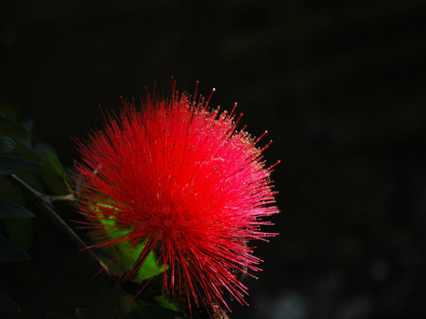 ಮುದುಮಲೈ: