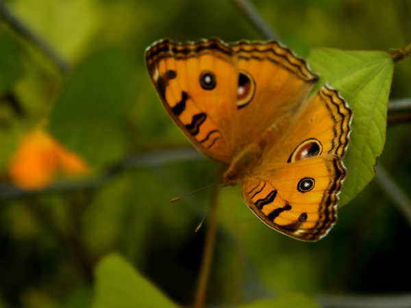 ಮುದುಮಲೈ: