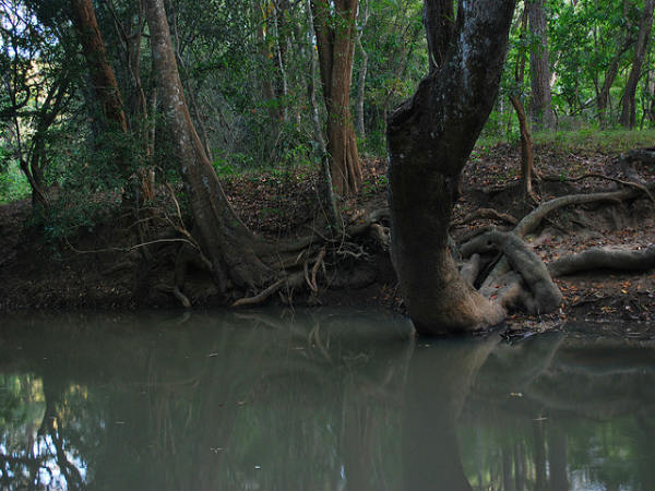 ಮುದುಮಲೈ: