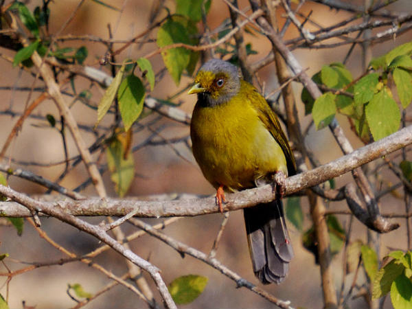 ಮುದುಮಲೈ: