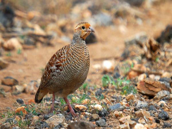 ಮುದುಮಲೈ: