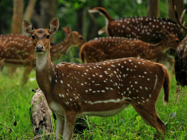 ಮುದುಮಲೈ: