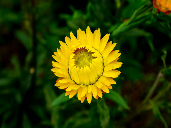 ಕೊಡೈಕೆನಾಲ್: