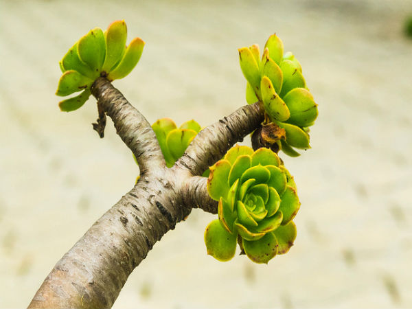 ಕೊಡೈಕೆನಾಲ್: