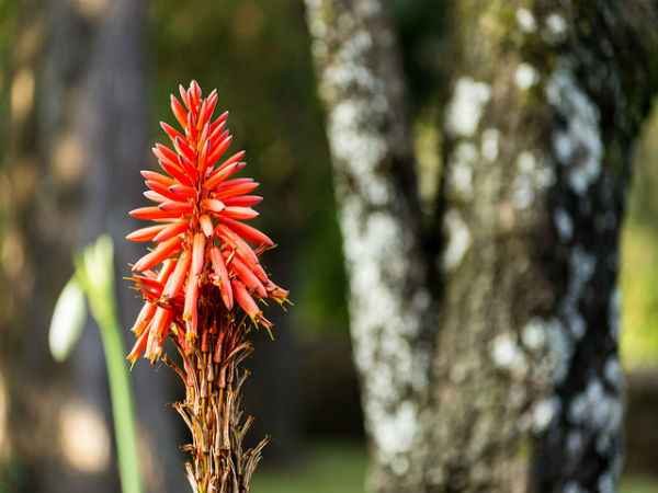 ಕೊಡೈಕೆನಾಲ್: