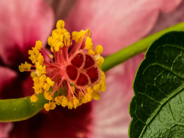 ಕೊಡೈಕೆನಾಲ್: