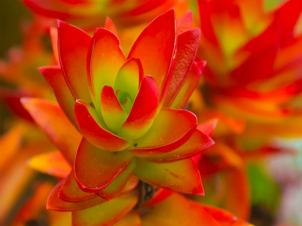 ಕೊಡೈಕೆನಾಲ್: