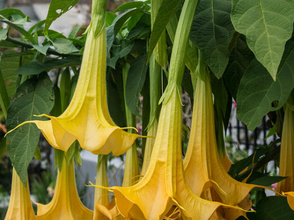 ಕೊಡೈಕೆನಾಲ್: