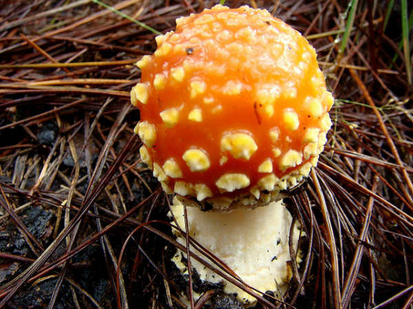 ಕೊಡೈಕೆನಾಲ್: