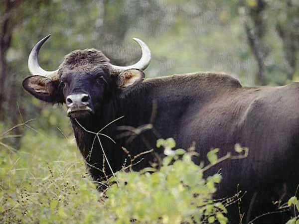 ಬೆಳಗಾವಿ ಗೋವಾ ಬೆಳಗಾವಿ: