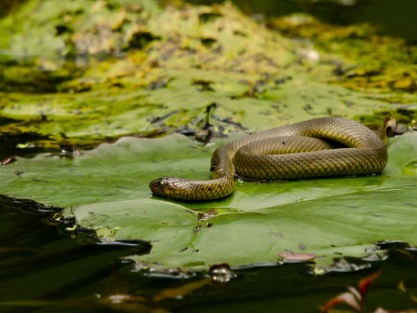 ಜೀವ ಜಂತುಗಳ ವಯನಾಡ್