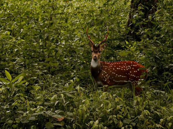 ಜೀವ ಜಂತುಗಳ ವಯನಾಡ್