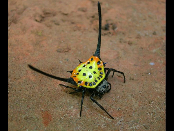 ವೈವಿಧ್ಯಮಯ ವಯನಾಡ್: