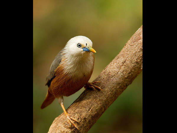 ಕರ್ನಾಟಕದ ಅಭಯಾರಣ್ಯಗಳು: