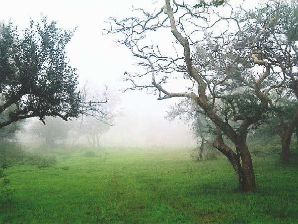 ಮೈಸೂರಿನ ಹಾಗೂ ಸುತ್ತಲಿನ ಆಕರ್ಷಣೆಗಳು: