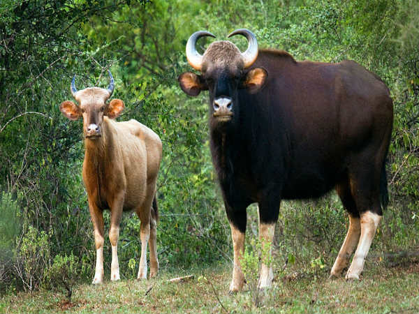 ಚಿನ್ನಾರ್ ವನ್ಯಜೀವಿಧಾಮ: