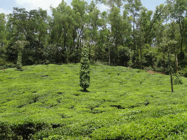 ಹಾಸನ ಜಿಲ್ಲೆ:
