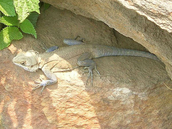 ಮೋಡಿ ಮಾಡುವ ಉತ್ತರಾಖಂಡ: