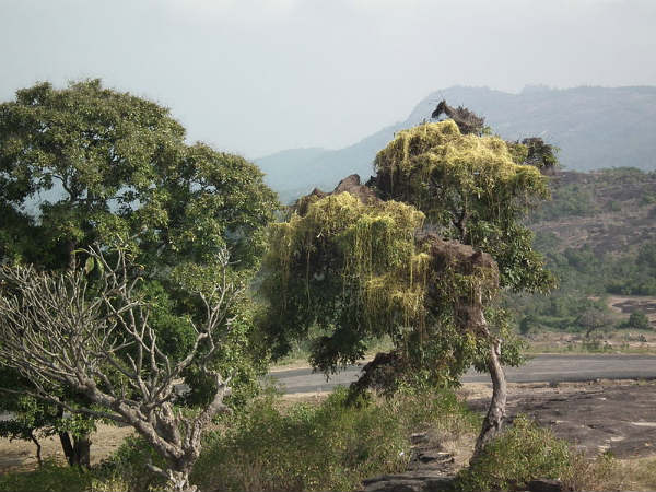 ಕೇರಳದ ಕಳೆ ಹೊತ್ತ ಗಿರಿಧಾಮಗಳು: