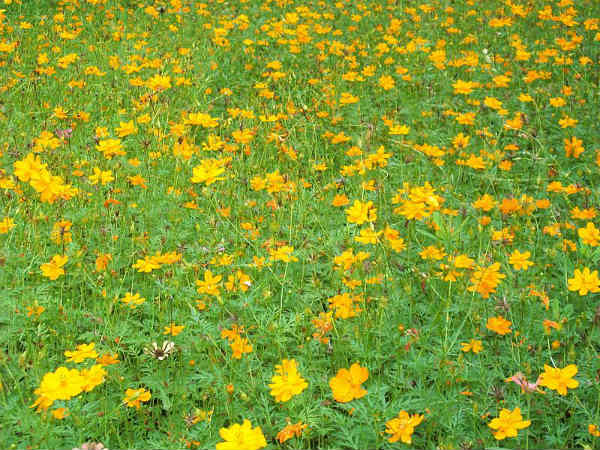 ನಂಜನಗೂಡಿನಿಂದ ನೀಲಂಬೂರು: