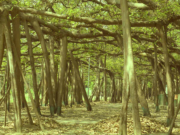 ನಯನಮನೋಹರ ಸಸ್ಯೋದ್ಯಾನಗಳು: