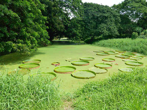 ನಯನಮನೋಹರ ಸಸ್ಯೋದ್ಯಾನಗಳು: