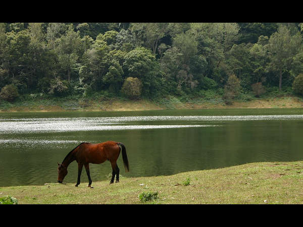 ಅಣ್ಣಾಮಲೈ ಪರ್ವತ ಶ್ರೇಣಿ: