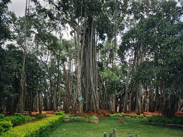 ವಟಸಾವಿತ್ರಿಯ ಮಹತ್ವ ಸಾರುವ ಪ್ರಸಿದ್ಧ ವಟವೃಕ್ಷಗಳು ವಟಸಾವಿತ್ರಿಯ ಮಹತ್ವ ಸಾರುವ ಪ್ರಸಿದ್ಧ ವಟವೃಕ್ಷಗಳು