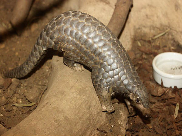 ಅಪಾಯದಂಚಿನಲ್ಲಿರುವ ಜೀವಿಗಳು: