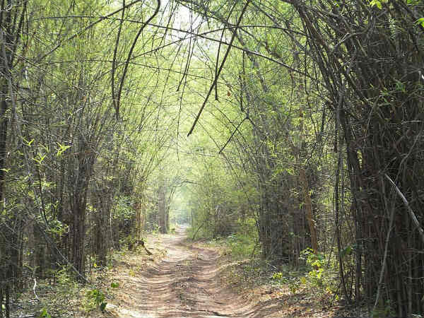 ಹುಲಿಗಳಿರುವ ಅದ್ಭುತ ಕಾಡುಗಳು: