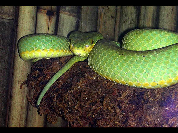 ಅದ್ಭುತ ಸರ್ಪಗಳ ಉದ್ಯಾನಗಳು
