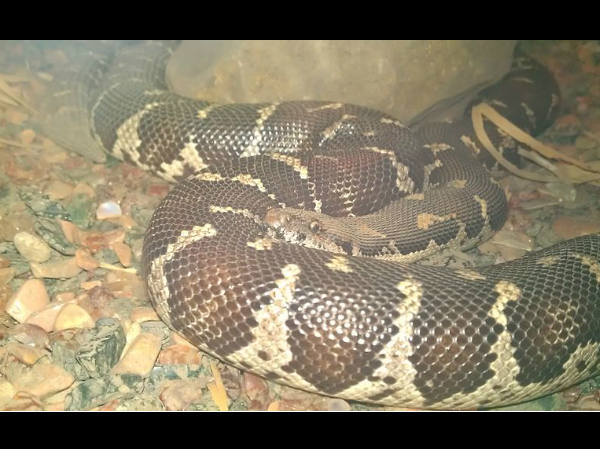ಅದ್ಭುತ ಸರ್ಪಗಳ ಉದ್ಯಾನಗಳು