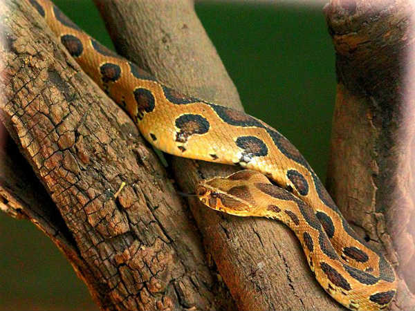 ಅದ್ಭುತ ಸರ್ಪಗಳ ಉದ್ಯಾನಗಳು